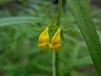 Melampyrum sylvaticum 5, Saxifraga-Ed Stikvoort