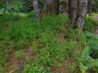 Melampyrum sylvaticum 6, Saxifraga-Ed Stikvoort