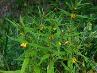 Melampyrum sylvaticum 8, Saxifraga-Ed Stikvoort