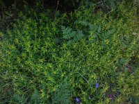 Melampyrum sylvaticum 9, Saxifraga-Ed Stikvoort