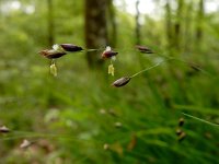 Melica uniflora 19, Eenbloemig parelgras, Saxifraga-Ed Stikvoort