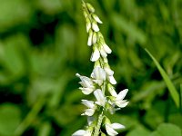 Melilotus albus 20, Witte honingklaver, Saxifraga-Sonja Bouwman