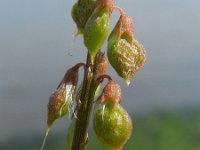 Melilotus altissimus 6, Goudgele honingklaver, Saxifraga-Rutger Barendse