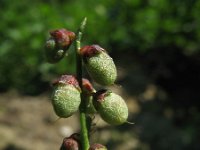 Melilotus indicus 1, Kleine honingklaver, Saxifraga-Rutger Barendse