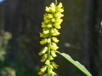 Melilotus indicus 10, Kleine honingklaver, Saxifraga-Rutger Barendse