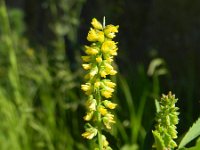 Melilotus indicus 11, Kleine honingklaver, Saxifraga-Rutger Barendse