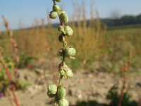 Melilotus indicus 12, Kleine honingklaver, Saxifraga-Rutger Barendse