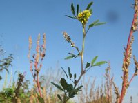 Melilotus indicus 15, Kleine honingklaver, Saxifraga-Rutger Barendse