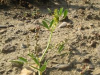 Melilotus indicus 16, Kleine honingklaver, Saxifraga-Rutger Barendse