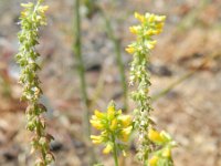 Melilotus indicus 18, Kleine honingklaver, Saxifraga-Rutger Barendse