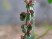 Melilotus indicus 19, Kleine honingklaver, Saxifraga-Rutger Barendse