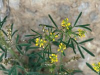 Melilotus indicus 2, Kleine honingklaver, Saxifraga-Jan van der Straaten