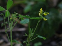 Melilotus indicus 20, Kleine honingklaver, Saxifraga-Rutger Barendse