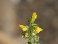 Melilotus indicus 22, Kleine honingklaver, Saxifraga-Rutger Barendse