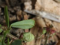 Melilotus indicus 23, Kleine honingklaver, Saxifraga-Rutger Barendse