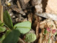 Melilotus indicus 24, Kleine honingklaver, Saxifraga-Rutger Barendse