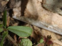 Melilotus indicus 25, Kleine honingklaver, Saxifraga-Rutger Barendse