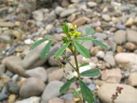 Melilotus indicus 3, Kleine honingklaver, Saxifraga-Rutger Barendse