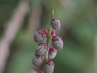 Melilotus indicus 4, Kleine honingklaver, Saxifraga-Rutger Barendse