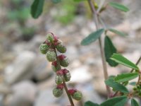 Melilotus indicus 6, Kleine honingklaver, Saxifraga-Rutger Barendse