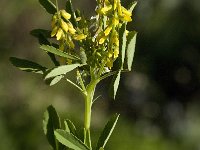 Melilotus indicus 7, Kleine honingklaver, Saxifraga-Jan van der Straaten