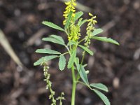 Melilotus indicus 8, Kleine honingklaver, Saxifraga-Peter Meininger