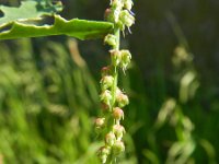 Melilotus indicus 9, Kleine honingklaver, Saxifraga-Rutger Barendse