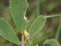 Melilotus messanensis 2, Saxifraga-Rutger Barendse