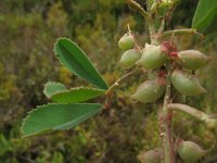 Melilotus messanensis 3, Saxifraga-Rutger Barendse