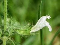 Melissa officinalis 2, Citroenmelisse, Saxifraga-Sonja Bouwman