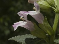 Melittis melissophyllum 1, Saxifraga-Marijke Verhagen