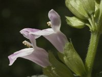 Melittis melissophyllum 2, Saxifraga-Marijke Verhagen