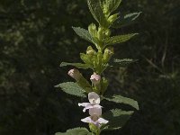 Melittis melissophyllum 3, Saxifraga-Marijke Verhagen