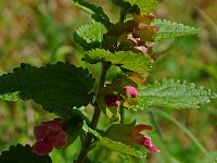 Melittis melissophyllum 4, Saxifraga-Willem van Kruijsbergen