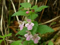 Melittis melissophyllum 8, Saxifraga-Dirk Hilbers