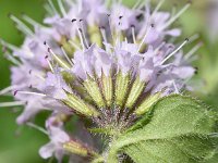 Mentha aquatica 58, Watermunt, Saxifraga-Sonja Bouwman