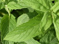 Mentha longifolia 16, Hertsmunt, Saxifraga-Sonja Bouwman