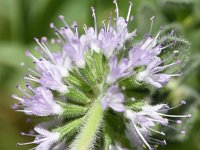 Mentha pulegium 31, Polei, Saxifraga-Sonja Bouwman  Z30. Polei - Mentha pulegium - Lamiaceae familie (i)