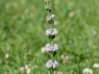 Mentha pulegium 35, Polei, Saxifraga-Sonja Bouwman  765. Polei - Mentha pulegium - Lamiaceae familie (i)