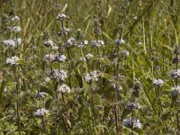 Mentha pulegium 1, Polei, Saxifraga-Marijke Verhagen