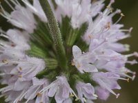 Mentha pulegium 12, Polei, Saxifraga-Rutger Barendse