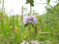 Mentha pulegium 14, Polei, Saxifraga-Rutger Barendse