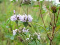 Mentha pulegium 15, Polei, Saxifraga-Rutger Barendse