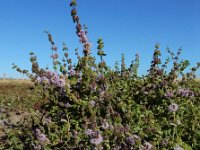 Mentha pulegium 18, Polei, Saxifraga-Ed Stikvoort