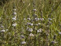 Mentha pulegium 2, Polei, Saxifraga-Marijke Verhagen