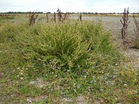 Mentha pulegium 20, Polei, Saxifraga-Ed Stikvoort