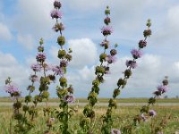 Mentha pulegium 25, Polei, Saxifraga-Ed Stikvoort