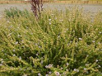 Mentha pulegium 26, Polei, Saxifraga-Ed Stikvoort