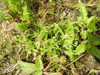 Mentha pulegium 29, Polei, Saxifraga-Rutger Barendse