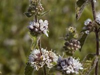 Mentha pulegium 3, Polei, Saxifraga-Marijke Verhagen